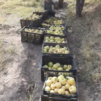 زمین کشاورزی.چاه آب سربیشه|فروش دفتر صنعتی، کشاورزی، تجاری|سربیشه, |دیوار