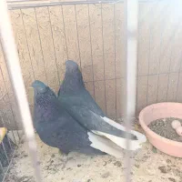 نروماده‌سیاه‌دم‌سفید