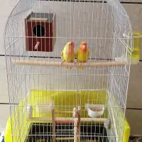 کوتوله زرد صورت هلویی|پرنده|خمینی‌شهر, |دیوار