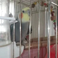 عروس هلندی یک جفت