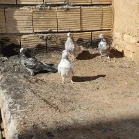 کبوتر کاشان|پرنده|فرخ‌شهر, |دیوار