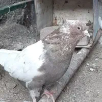 سینه سرخ درشت