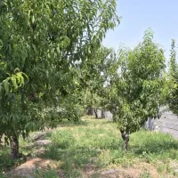 اردوشاهی-ترکمان