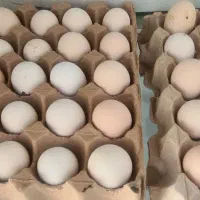 تخم مرغ گلین و خروس گلین