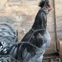 خروس زیبای مرندی