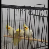 عروس هلندی لوتینو ۲ تا|پرنده|تهران, امام زاده عبدالله|دیوار