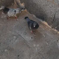 کبوتر کوهی و مگزی|پرنده|همدان, |دیوار