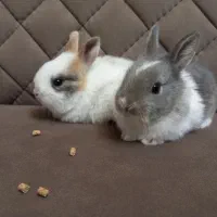 بچه خرگوش بانمک