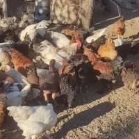 مرغ و خروس محلی