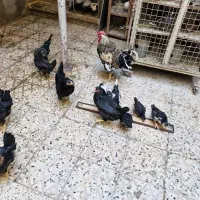 مرغ و خروس گلین اصلی|حیوانات مزرعه|تهران, جوادیه|دیوار