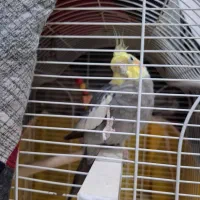 عروس نر سالم با قفس ۱ تومن