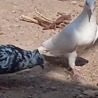 کفتر سینه سیاه پولکی|پرنده|تربت‌حیدریه, باغ ملی|دیوار