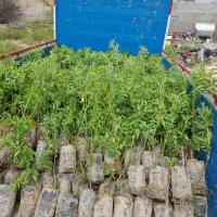 نهال بادام پیوندی، هلو و گوجه باغی پاکتی، ریشه پرس