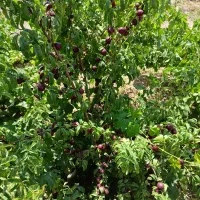 باغ میوه|فروش زمین و ملک کلنگی|ضیاء آباد, |دیوار