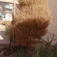 جارو غول پیکر