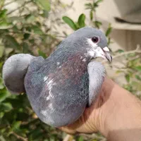 کفتر ماده سو سبز گلدار گل سرخ