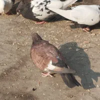 کفتر|پرنده|کارون, |دیوار