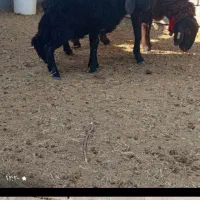 ۲راس میش شیشک بره بز|حیوانات مزرعه|شهرضا, |دیوار