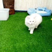 گربه پرشین اصل نر،  تراکم مو عالی|گربه|اصفهان, برازنده|دیوار