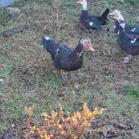 اردک و بوقلمون|حیوانات مزرعه|پره‌سر, |دیوار