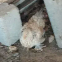 مرغ وخروس گلین وبرهما|حیوانات مزرعه|باغ بهادران, |دیوار