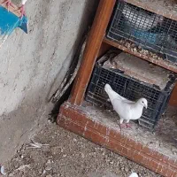 کبوتر سفید خارجی