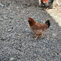 تخم مرغ تازه کوشین و مرندی|حیوانات مزرعه|خان ببین, |دیوار