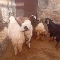 فروش ۴راس بره دانه۹ ملیون و۳بزغاله دانه۵ملیون