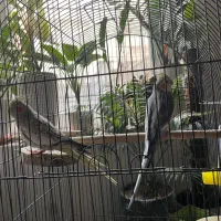 عروس هلندی جفت