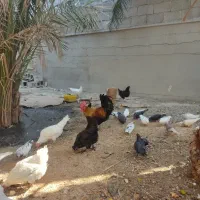 فروش مرغ وکبوتر|پرنده|خورموج, |دیوار