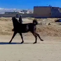 اسب مادیان|اسب و تجهیزات اسب‌سواری|سنندج, |دیوار