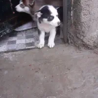 فروش دوتا سگ هاسکی اصل نروماده چشم یخی خوشگل