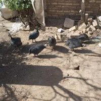 ۹ عدد مرغ شاخدار به فروش می‌رسد|حیوانات مزرعه|یزد, |دیوار