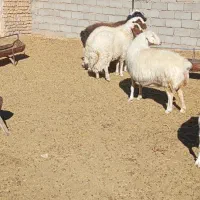 دومیش و دو شیشک بره فروشی