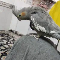 عروسک