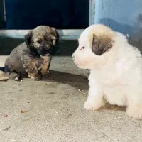 سگ پاکوتاه|سگ|لوندویل, |دیوار