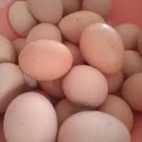 تخم مرغ محلی|خوردنی و آشامیدنی|قزوین, |دیوار