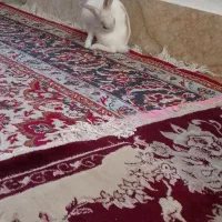 خرگوش|موش و خرگوش|مشهد, طبرسی شمالی|دیوار
