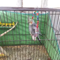 عروس هلندی سخنگو دستی بازیگوش|پرنده|الیگودرز, |دیوار