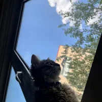 گربه گمشده مژدگانی ۲میلیون تومان