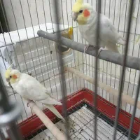 یک جفت عروس هلندی|پرنده|بروجرد, |دیوار