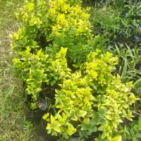 شمشاد طلایی سبز|خدمات باغبانی و درختکاری|کلاچای, |دیوار
