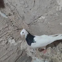 کبوتر|پرنده|میان جلگه, |دیوار