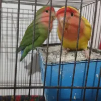 یک جفت طوطی برزیلی|پرنده|سجاس رود, |دیوار