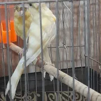 قناری لیمویی وسوخته