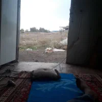 سگ گمشده|حیوانات|تهران, اتحاد|دیوار