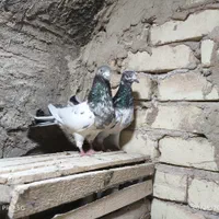 کفتر پاکستانی|پرنده|اصفهان, شهید رجایی|دیوار