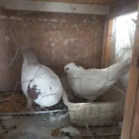 کفتر خال قرمز .یه جفت نر درشت سوسکی وسرورهردونر|پرنده|کرج, کوی گلها|دیوار