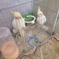 جفت عروس مولد