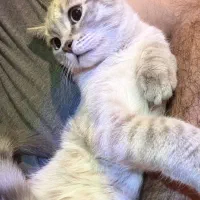 گربه میکس رگدال و بریتیش